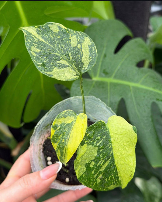 Monstera Deliciosa Electrolyte Tissue Culture