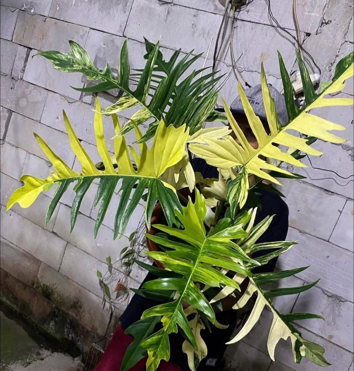 Philodendron Florida Beauty x Tortum Tissue Culture