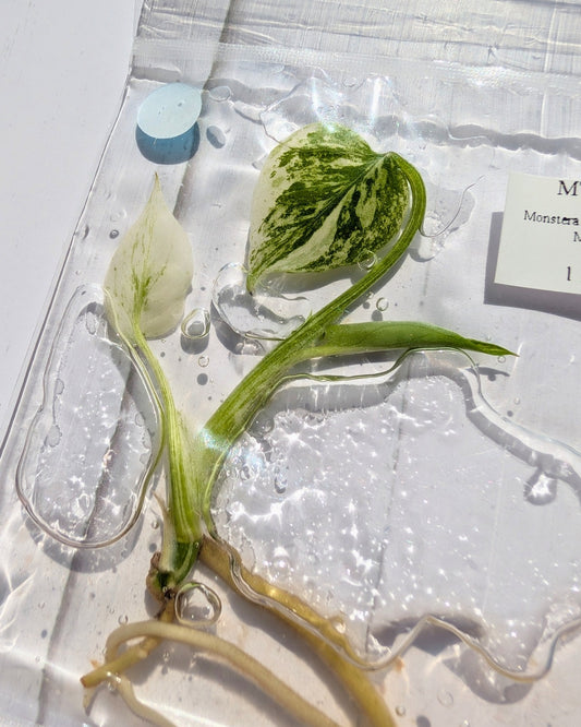 Monstera White Monster Tissue Culture