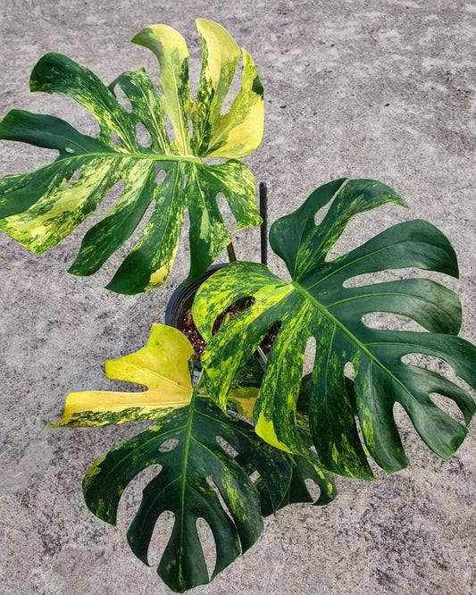 Monstera Deliciosa Yellow Marilyn Tissue Culture