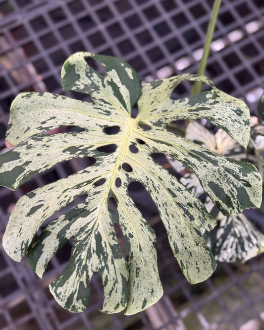 Monstera Deliciosa Vietciosa High Variegation Tissue Culture
