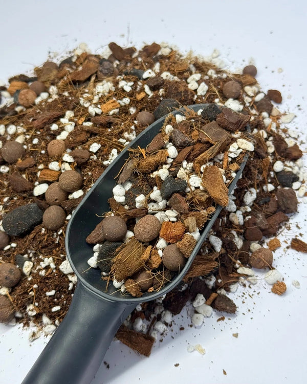 Aroid Mix