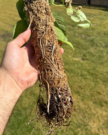 Wave Moss Pole