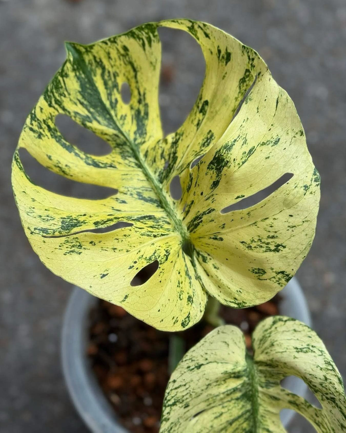 Monstera Siam Mint Tissue Culture