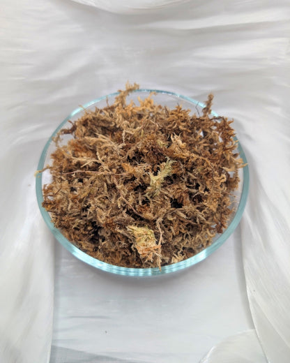 New Zealand Sphagnum Moss