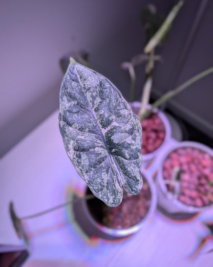 Varigate Grow Bulb