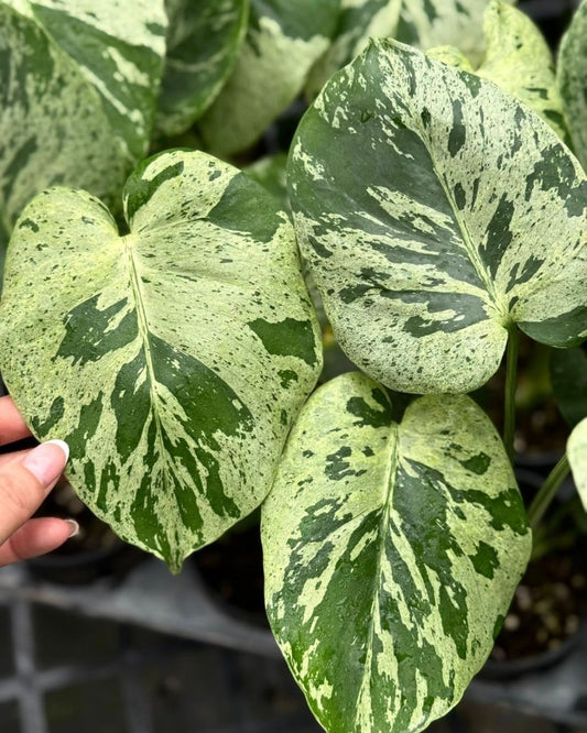 Monstera Deliciosa Vietciosa High Variegation Tissue Culture