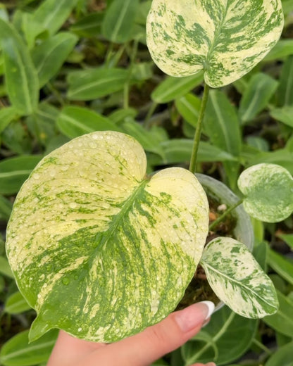 Monstera Siam Mint Tissue Culture