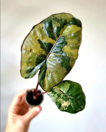 Alocasia Yucatan Yellow Tissue Culture