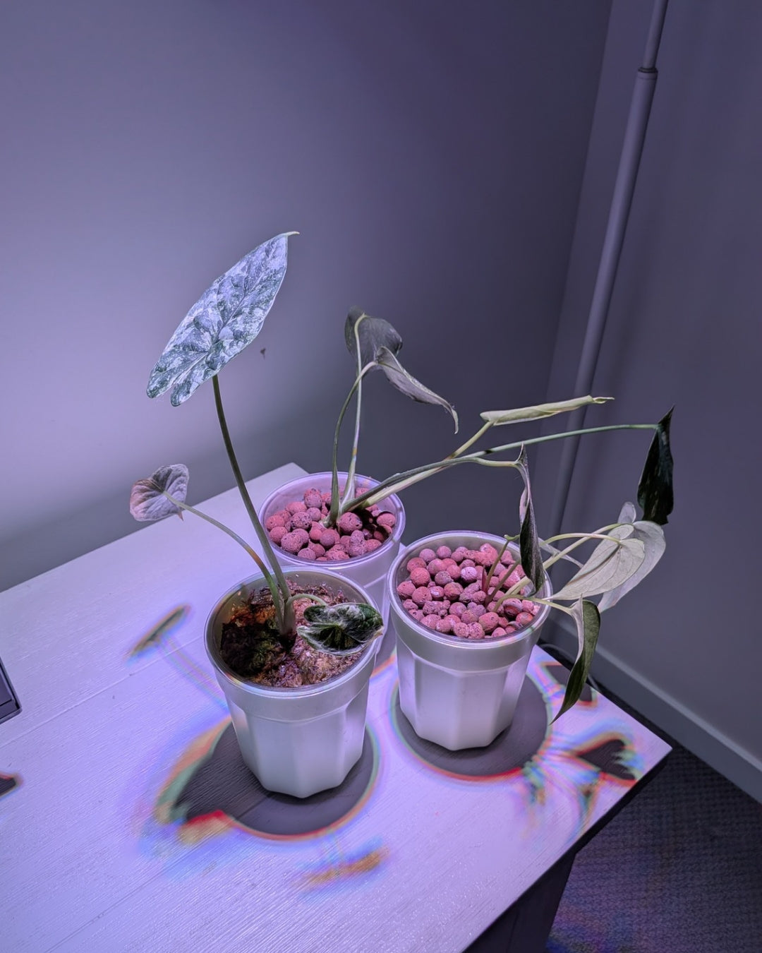 Varigate Grow Bulb