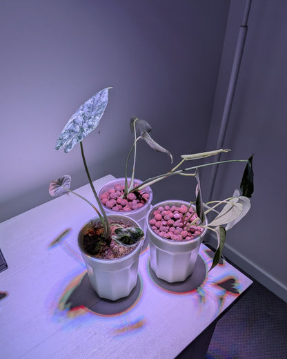 Varigate Grow Bulb