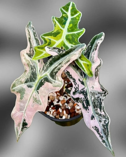 Alocasia Nobilis Pink Variegated Tissue Culture