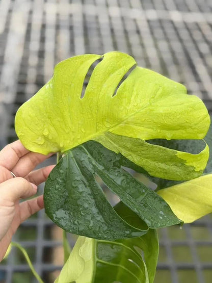 Monstera Lemon Lime Tissue Culture