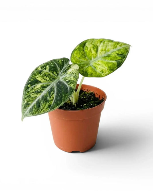 Alocasia Ninja Tricolour Tissue Culture *Pre Order*