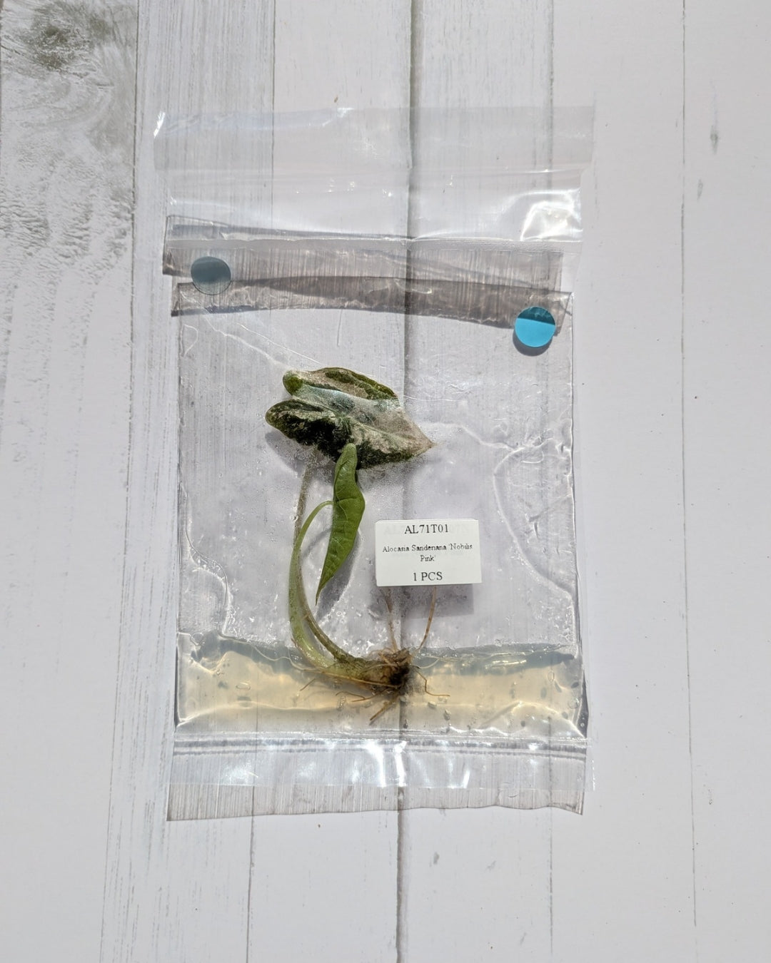 Alocasia Nobilis Pink Variegated Tissue Culture