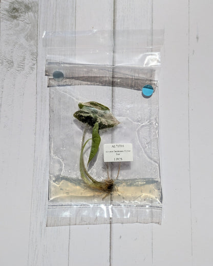 Alocasia Nobilis Pink Variegated Tissue Culture