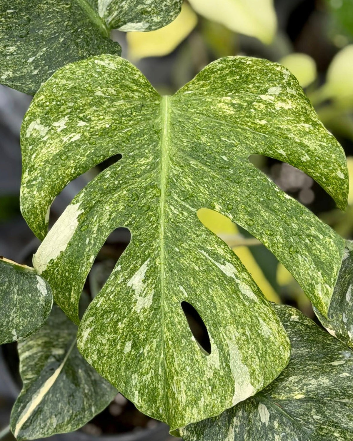 Monstera Green Snow Tissue Culture