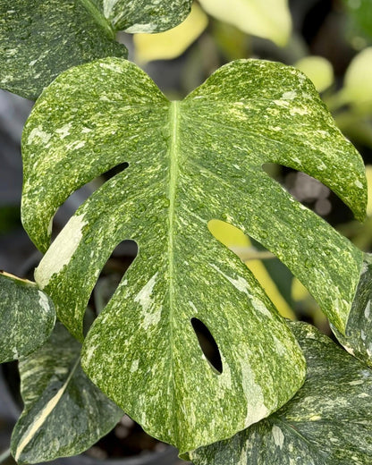 Monstera Green Snow Tissue Culture