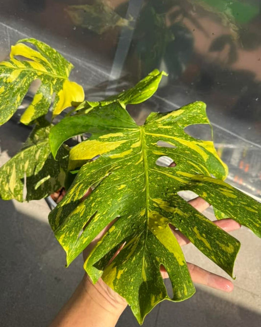 Monstera Deliciosa Electrolyte Tissue Culture