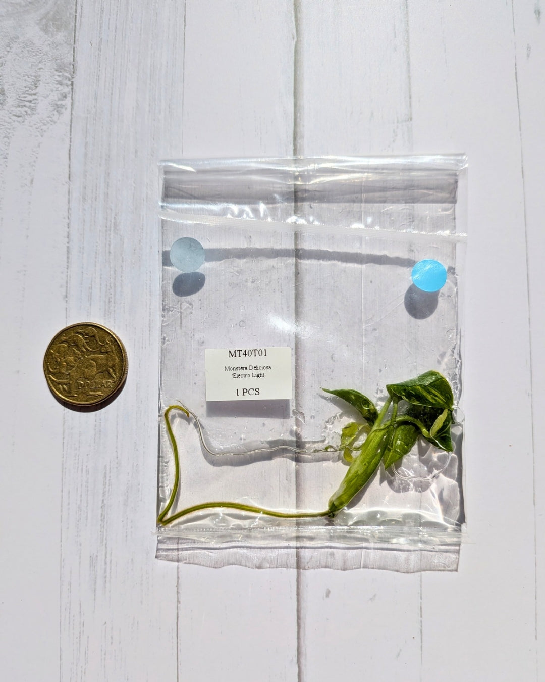 Monstera Deliciosa Electrolyte Tissue Culture