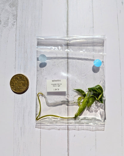 Monstera Deliciosa Electrolyte Tissue Culture
