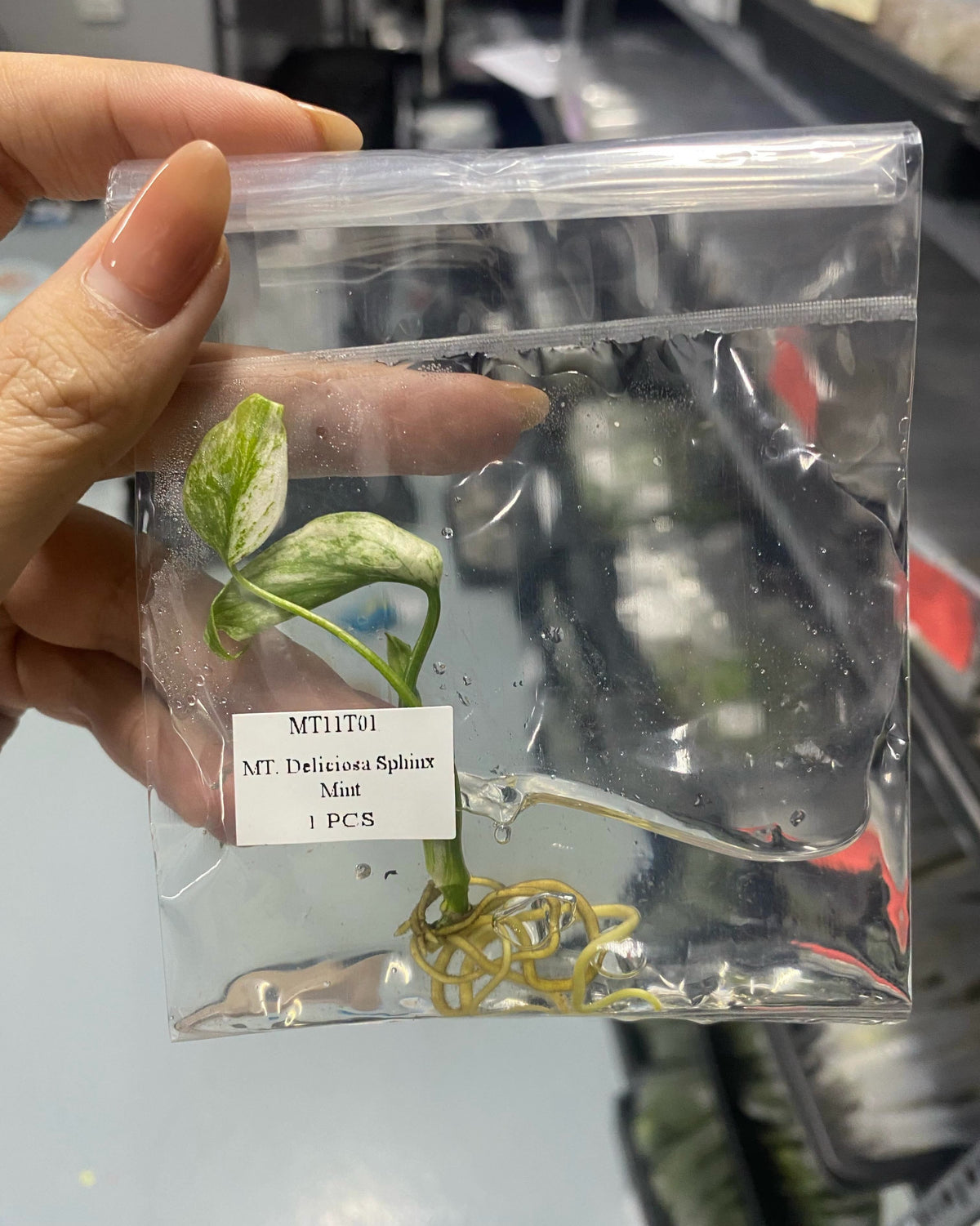 Monstera Deliciosa SphinX Mint Tissue Culture