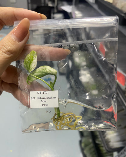 Monstera Deliciosa SphinX Mint Tissue Culture