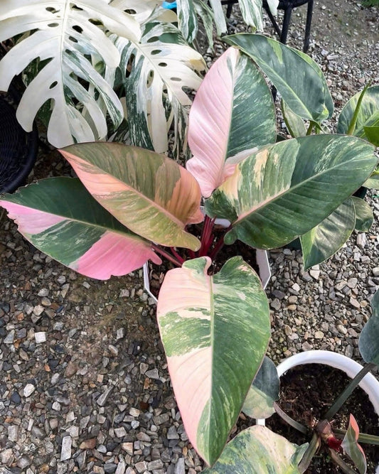 Philodendron Red Congo Varigated Tissue Culture