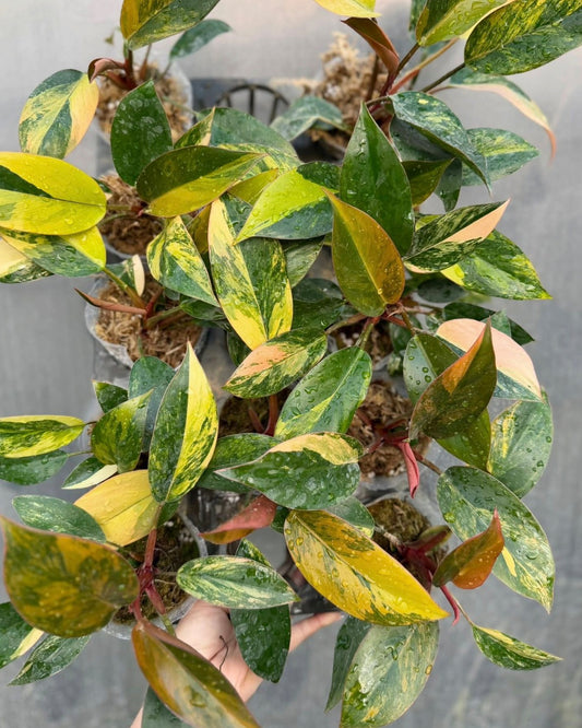 Philodendron Red Congo Varigated Tissue Culture