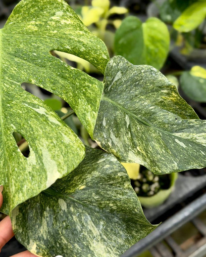 Monstera Green Snow Tissue Culture