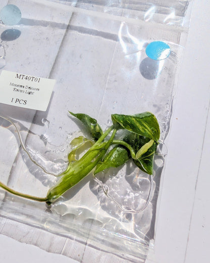Monstera Deliciosa Electrolyte Tissue Culture