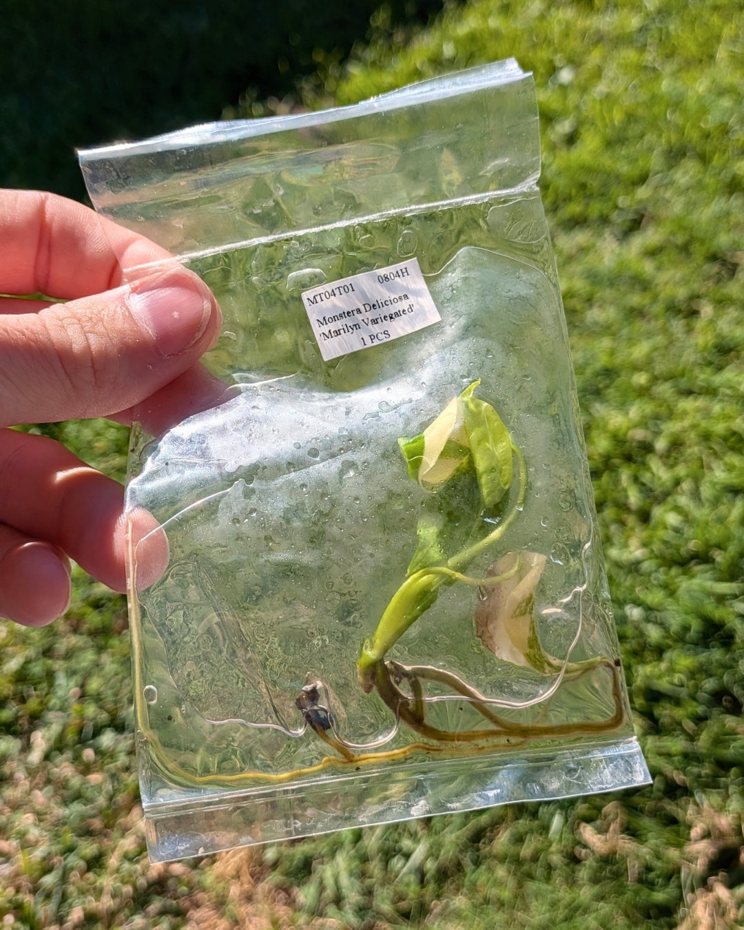 Monstera Deliciosa Yellow Marilyn Tissue Culture