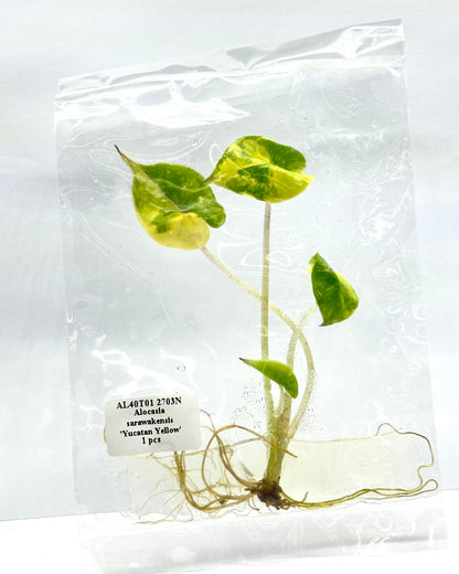 Alocasia Yucatan Yellow Tissue Culture