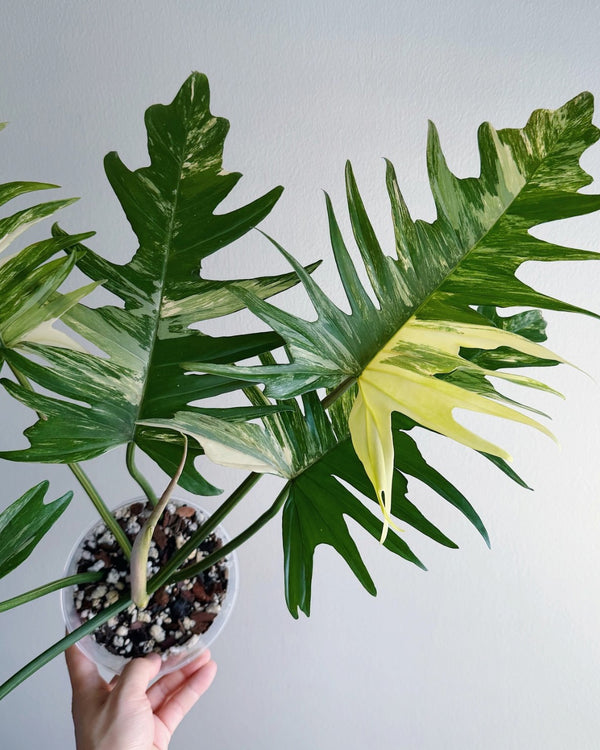 Philodendron Florida Beauty x Tortum Tissue Culture