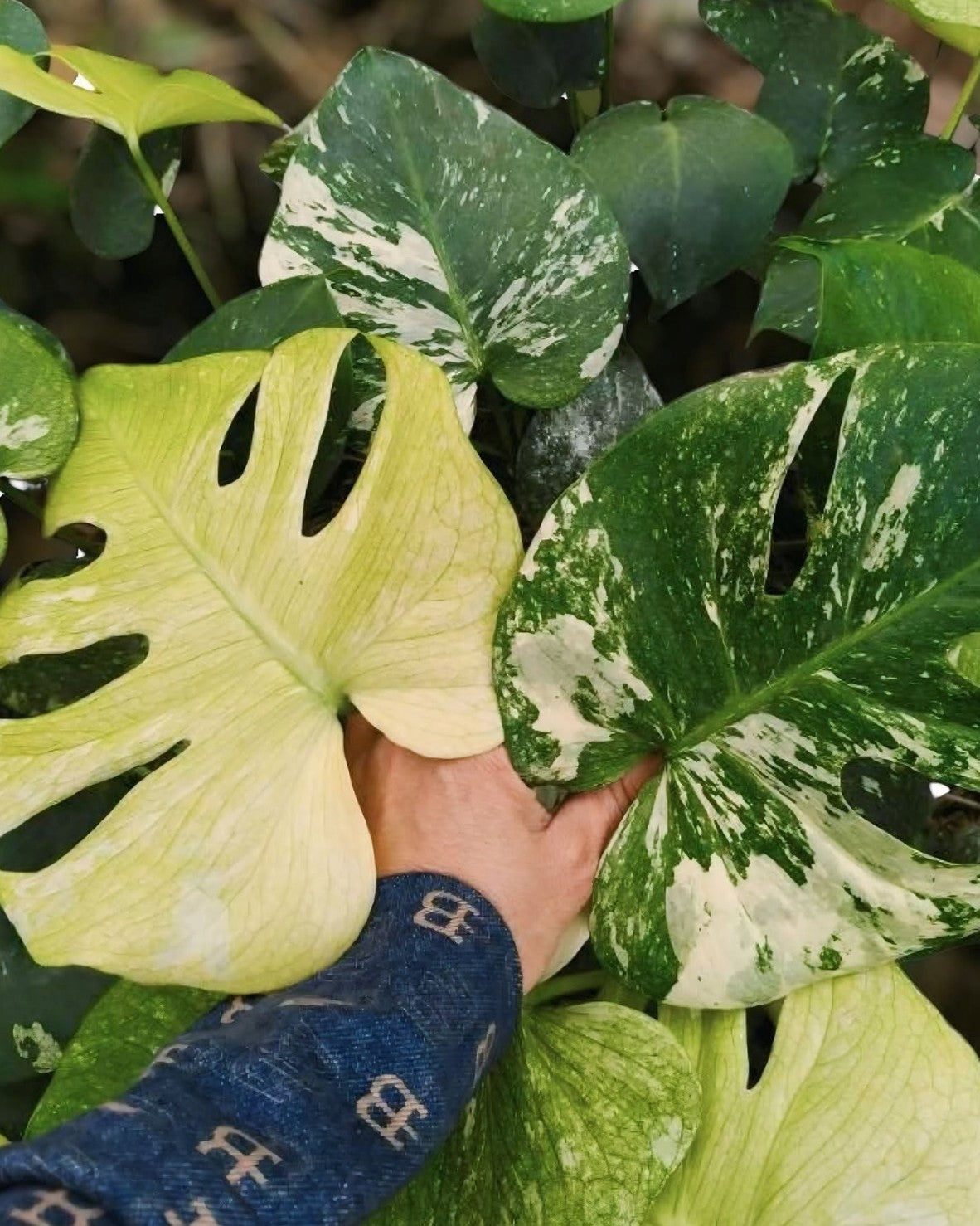 Monstera Deliciosa SphinX Mint Tissue Culture