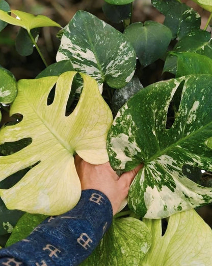 Monstera Deliciosa SphinX Mint Tissue Culture
