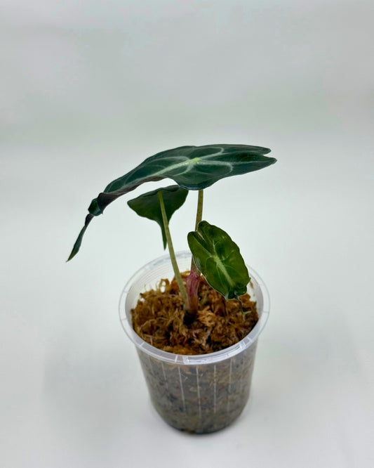 Alocasia Venom Plant