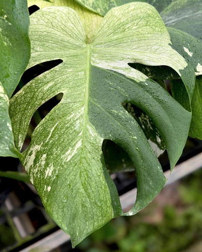 Monstera Deliciosa SphinX Mint Tissue Culture
