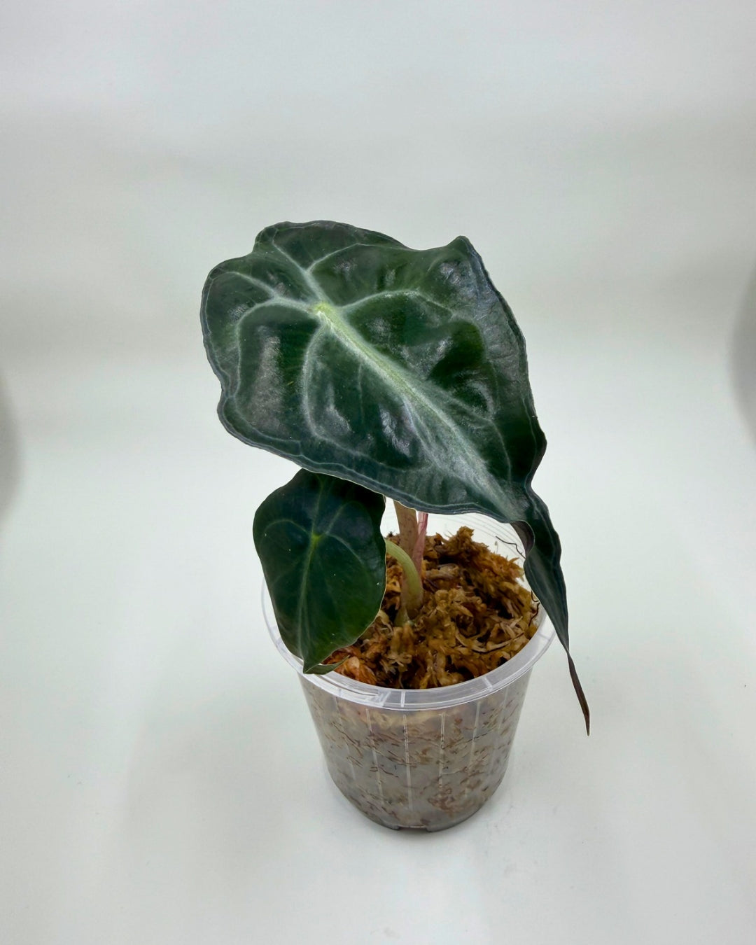 Alocasia Venom Plant