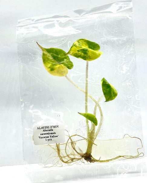 Alocasia Yucatan Yellow Tissue Culture