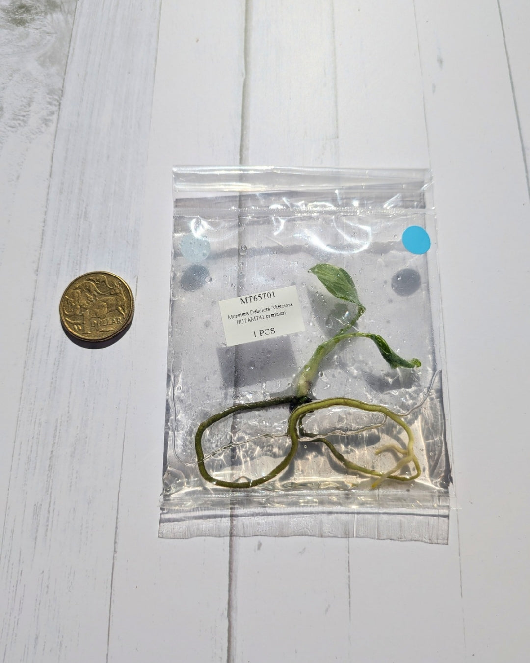 Monstera Deliciosa Vietciosa High Variegation Tissue Culture
