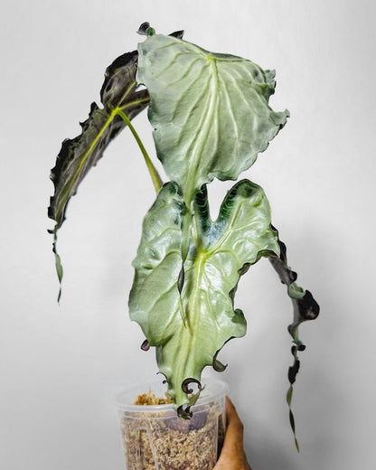 Alocasia Venom Tissue Culture