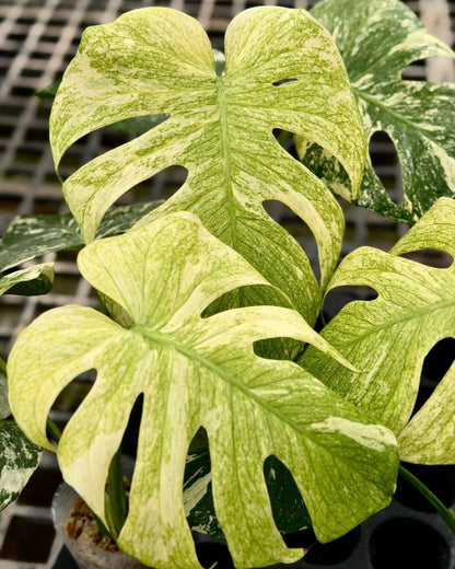 Monstera Deliciosa SphinX Mint Tissue Culture
