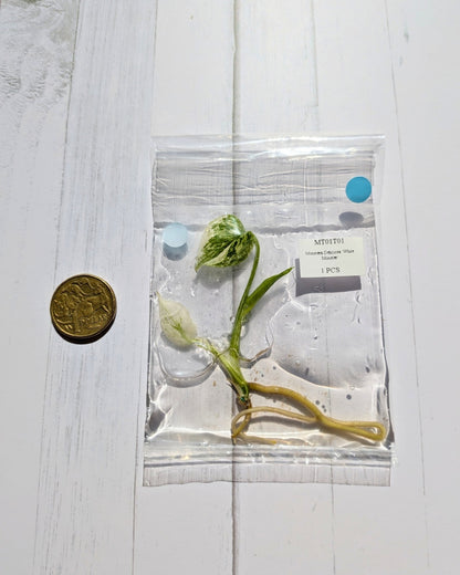 Monstera White Monster Tissue Culture