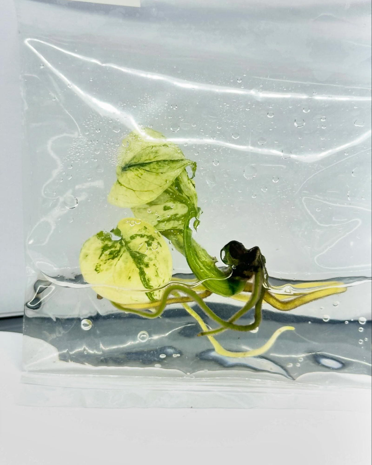 Monstera Siam Mint Tissue Culture