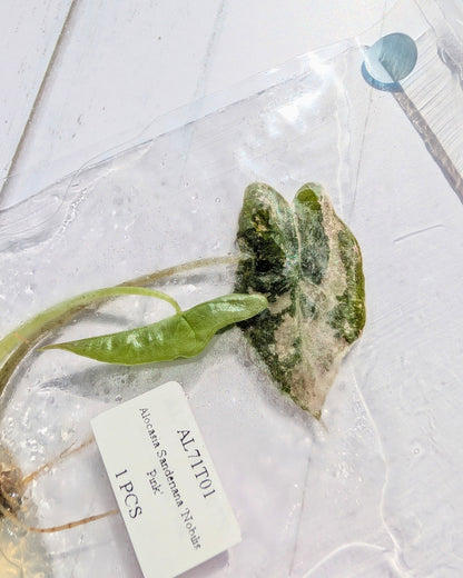 Alocasia Nobilis Pink Variegated Tissue Culture