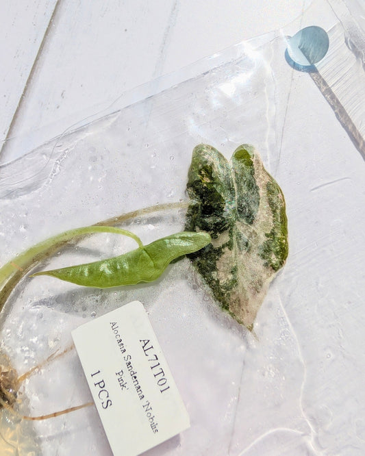 Alocasia Nobilis Pink Variegated Tissue Culture