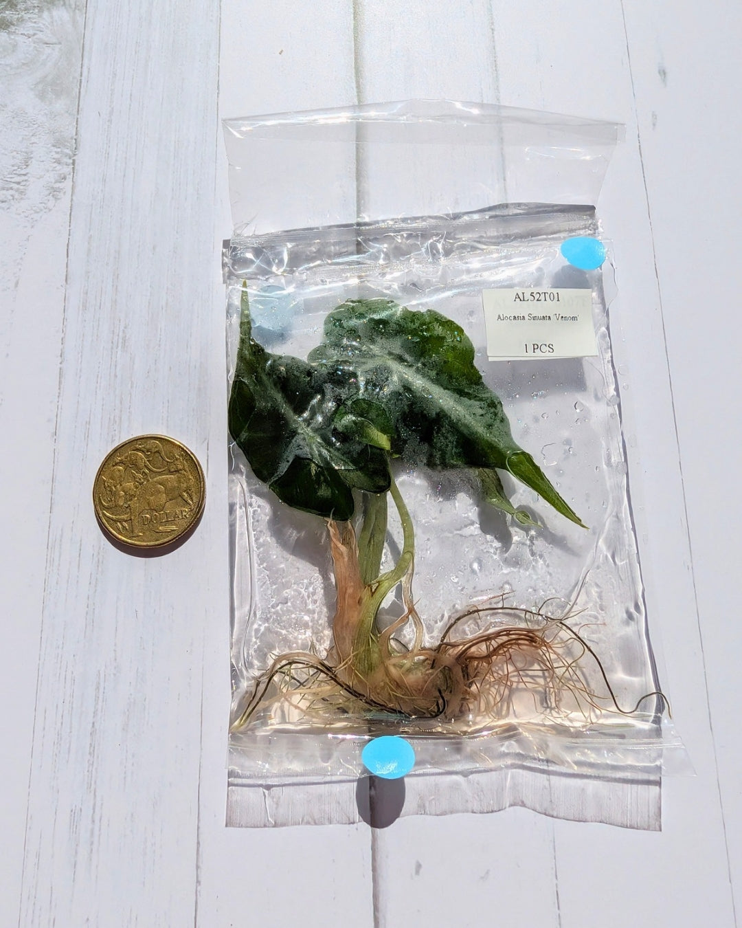 Alocasia Venom Tissue Culture