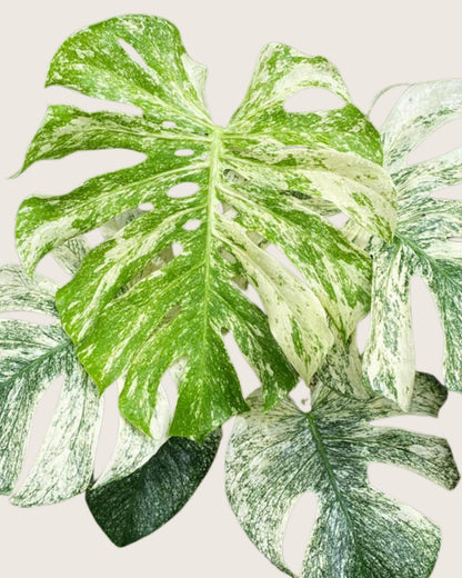 Monstera White Monster Tissue Culture