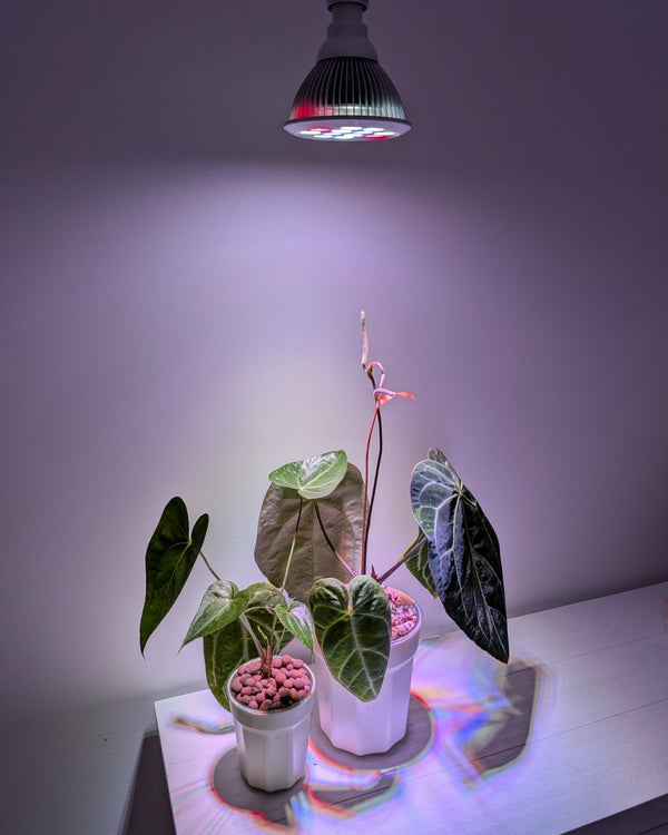 Varigate Grow Bulb